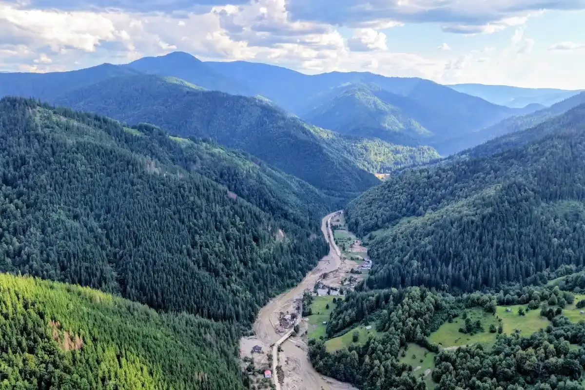 Valea Negrei din dronă: arborete tinere de molid în prim-plan, iar în vale albia acoperită de aluviuni