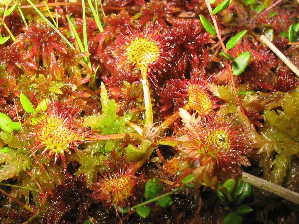 Roua cerului (Drosera rotundifolia), plantă carnivoră cu frunze roșii acoperite de perișori lipicioși, printre mușchi de turbă