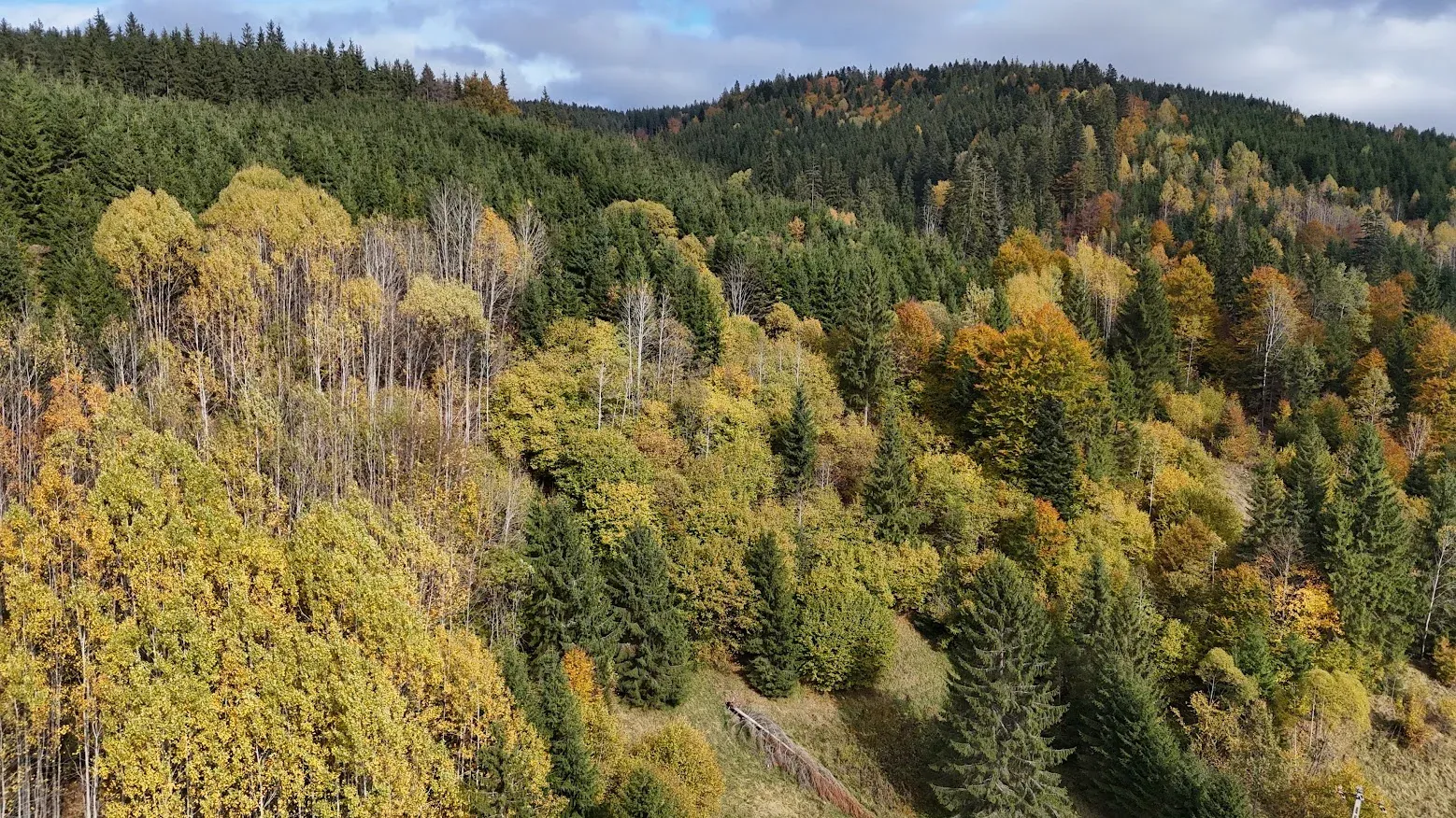 Pădure de amestec toamna, cu foioase galbene și molizi verzi pe versanți