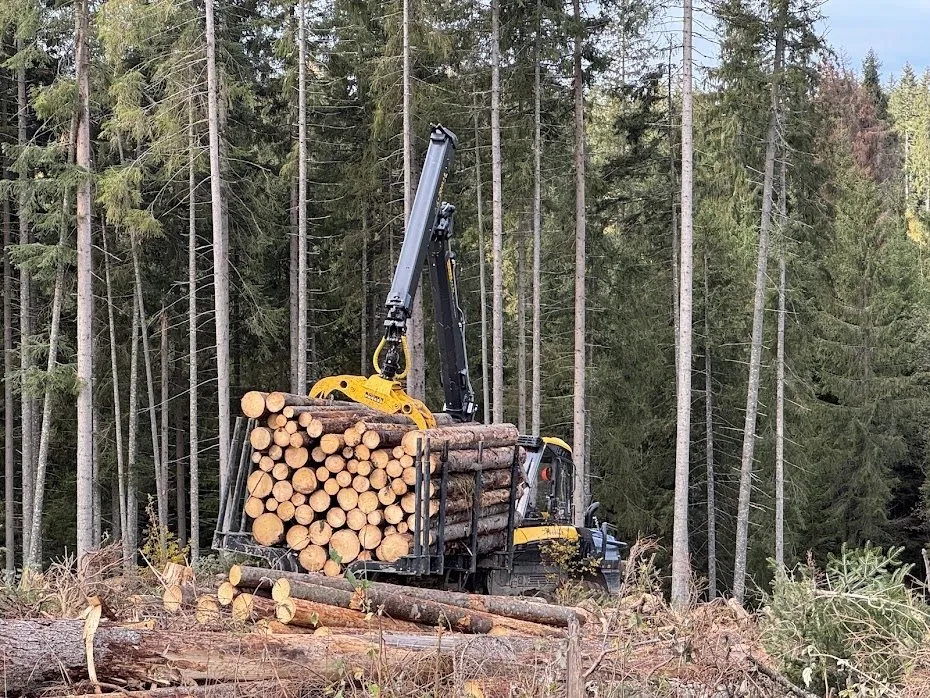 Tractor forestier încărcat cu bușteni, într-o pădure de molid
