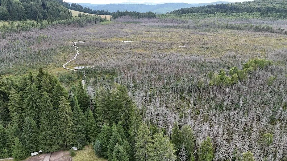 Turbărie văzută din dronă: mlaștină cu pini rari, înconjurată de pădure de molid